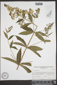 Lysimachia punctata image