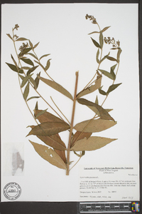 Lysimachia punctata image