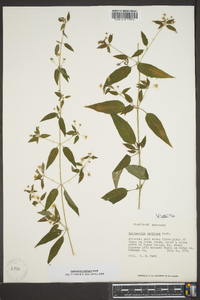 Lysimachia radicans image