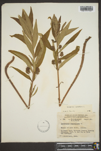 Lysimachia thyrsiflora image