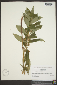 Lysimachia thyrsiflora image