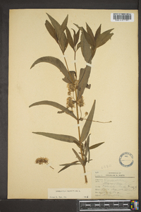 Lysimachia thyrsiflora image