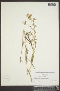 Steironema quadriflorum image