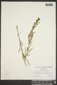 Steironema quadriflorum image