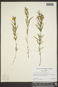 Steironema quadriflorum image