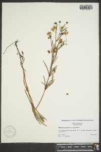 Steironema quadriflorum image