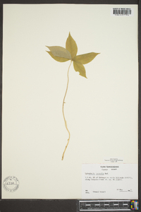 Trientalis borealis image