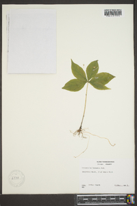 Trientalis borealis image