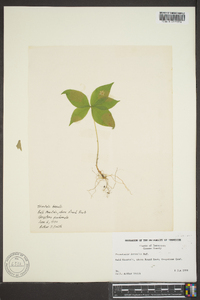 Trientalis borealis image