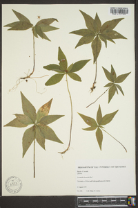 Trientalis borealis image