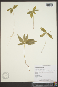 Trientalis borealis image