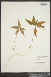 Trientalis borealis image