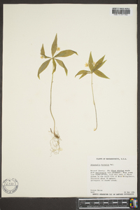 Trientalis borealis image