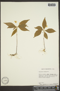 Trientalis borealis image