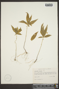 Trientalis borealis image