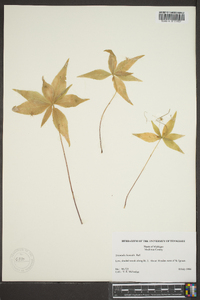 Trientalis borealis image