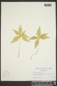 Trientalis borealis image