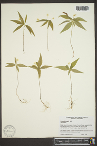 Trientalis borealis image