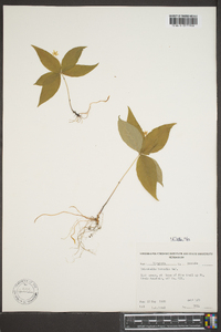 Trientalis borealis image