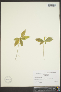 Trientalis borealis image