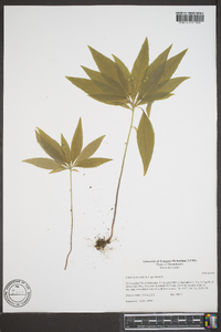 Trientalis borealis subsp. borealis image