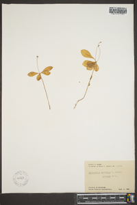 Trientalis europaea image