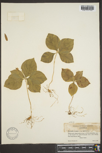 Trientalis borealis subsp. latifolia image