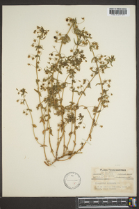 Lysimachia arvensis image