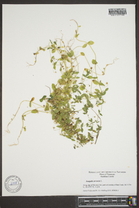 Lysimachia arvensis image