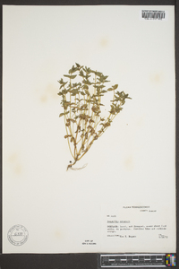 Lysimachia arvensis image