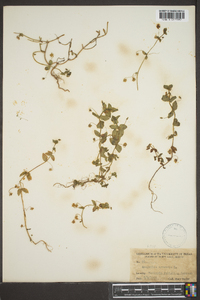 Lysimachia arvensis image