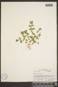 Lysimachia arvensis image