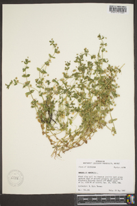 Lysimachia arvensis image