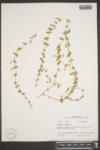 Lysimachia arvensis image