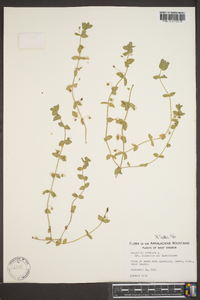 Lysimachia arvensis image