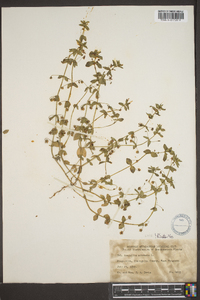 Lysimachia arvensis image