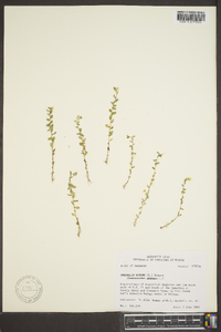 Lysimachia minima image