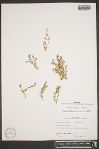 Lysimachia minima image