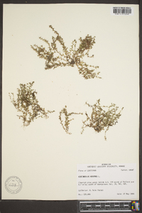 Lysimachia minima image