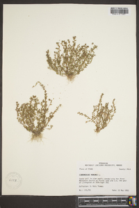 Lysimachia minima image