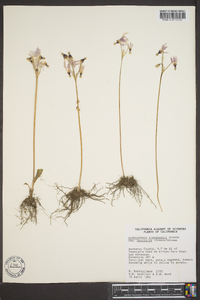 Primula clevelandii var. gracilis image