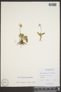 Dodecatheon conjugens image