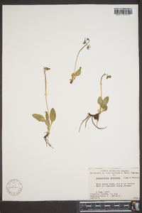 Dodecatheon frigidum image