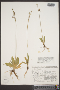 Dodecatheon hendersonii image