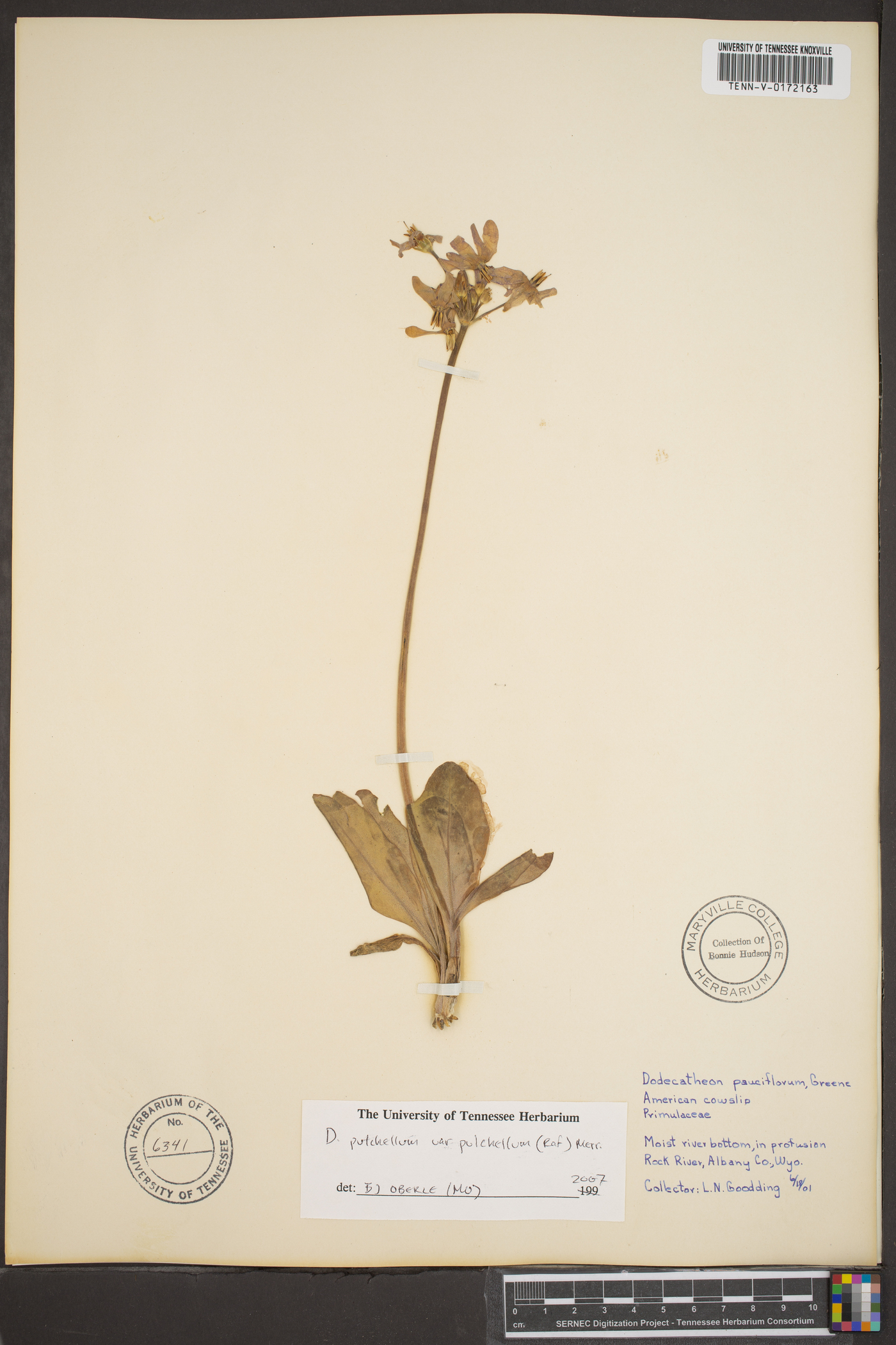 Dodecatheon pulchellum var. pulchellum image