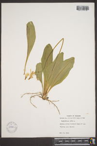 Dodecatheon meadia image