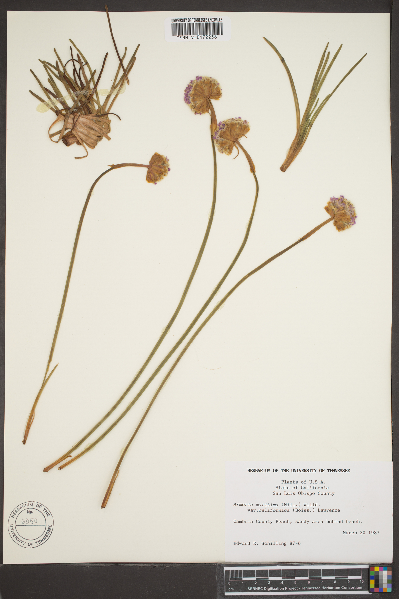 Armeria maritima var. californica image