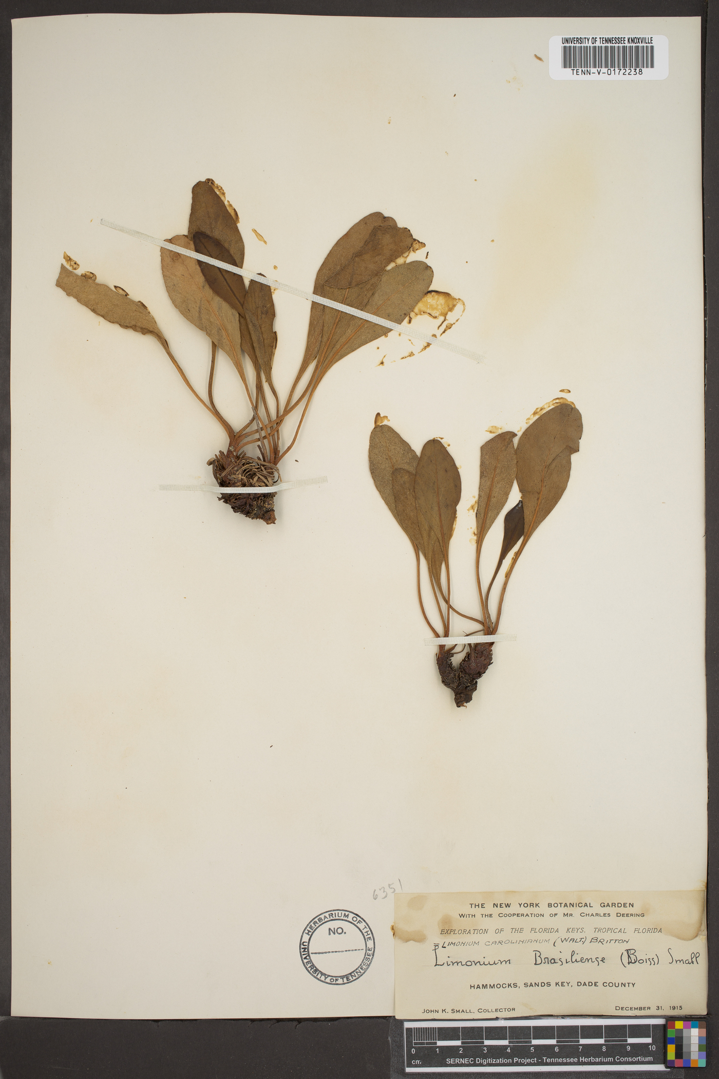 Limonium brasiliense image
