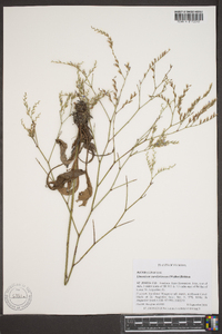 Limonium carolinianum image