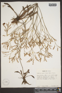 Limonium carolinianum image